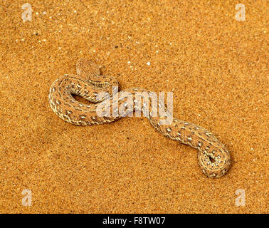 Velenoso Peringuey il sommatore o sidewinding sommatore snake (Bitis peringueyi) sul colore giallo-arancio namibiana sabbia del deserto del Namib nea Foto Stock