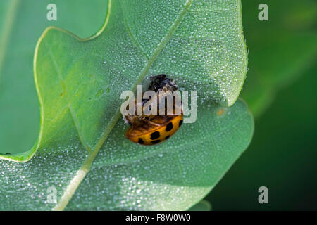 Harlequin ladybird / multicolore di Asian lady beetle (Harmonia axyridis) appena fuori della sua pupa Foto Stock