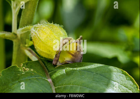 Henbane campana / Europea (scopolia Scopolia carniolica) nativa per l'Europa sudorientale Foto Stock