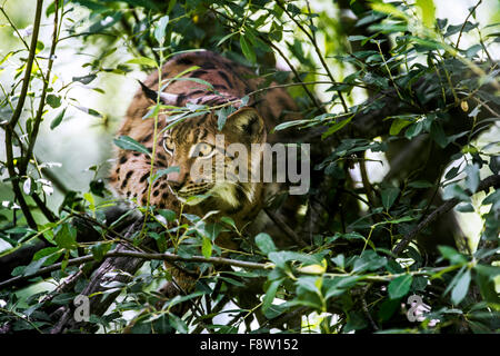 Eurasian (Lynx Lynx lynx) stalking preda nel sottobosco Foto Stock