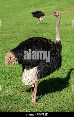 Due comuni (struzzo Struthio camelus) maschi nella prateria Foto Stock