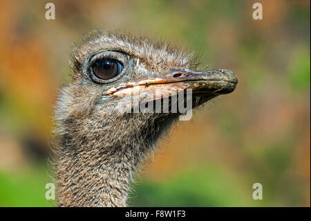 Comune (struzzo Struthio camelus) fino in prossimità della testa Foto Stock