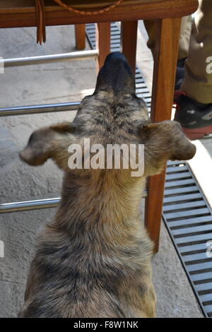 Un cane mendica per mangiare in un ristorante all'aperto a Machu Picchu, Perù. Foto Stock