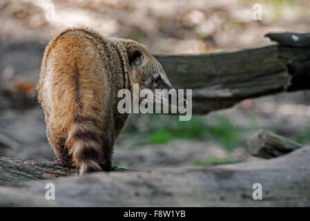 South American coati / ring-tailed coati (Nasua nasua) native to tropical and subtropical South America Foto Stock