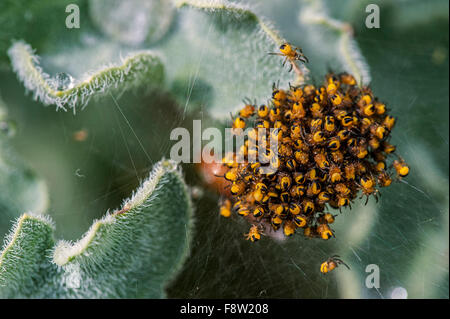 Giardino europeo spider / diadema spider (Araneus diadematus), cluster di spiderlings pochi giorni dopo la schiusa Foto Stock
