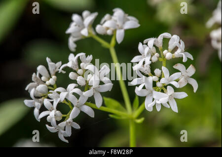Sweet woodruff / wild bimbo di respiro / master dei boschi (Galium odoratum / asperula odorata) in fiore Foto Stock