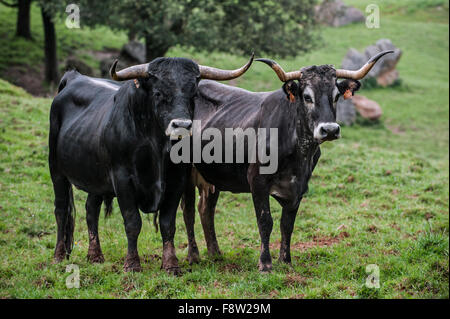 Tudanca bull e di mucca, razza primitiva di capi di bestiame da Cantabria, SPAGNA Foto Stock