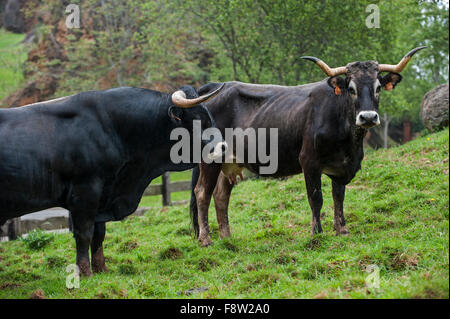 Tudanca bull e di mucca, razza primitiva di capi di bestiame da Cantabria, SPAGNA Foto Stock