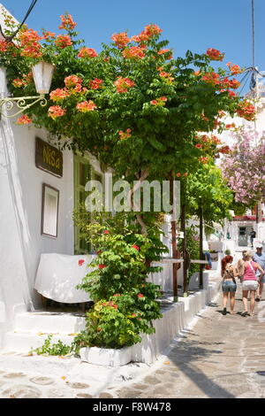 Fiori che sbocciano nella città di Mykonos, Chora - isola di Mykonos, Cicladi, Grecia Foto Stock