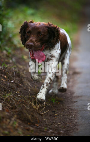 Inglese Springer Spaniel, marrone e fegato, marrone e bianco, canino, Gun Dog, energico, attivo, lavoratore duro, lavoro sul campo, attento desideroso, bello, animale domestico Foto Stock