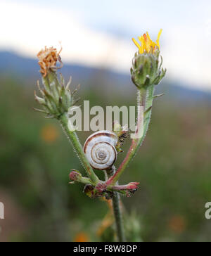 Guscio di lumaca tra due fiori Foto Stock