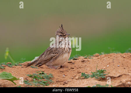 Crested Lark avente un bagno di polvere in Portogallo durante il periodo invernale Foto Stock