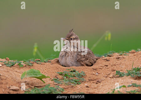 Crested Lark avente un bagno di polvere in Portogallo durante il periodo invernale Foto Stock