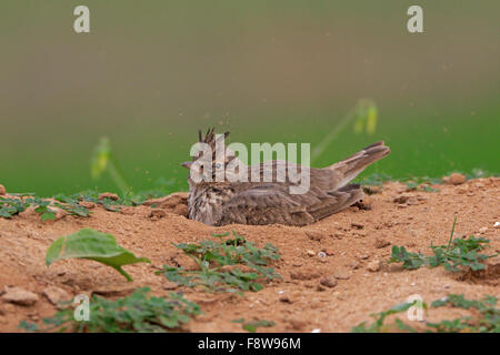 Crested Lark avente un bagno di polvere in Portogallo durante il periodo invernale Foto Stock