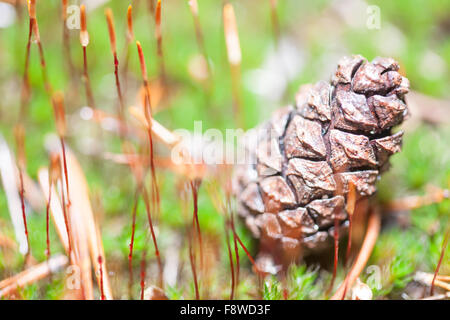 Pigna in wet moss closeup Foto Stock