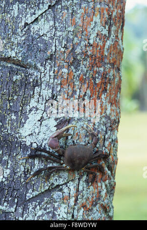 Isole Fiji, Wakaya Island, Wakaya Club, granchio su albero di cocco Foto Stock