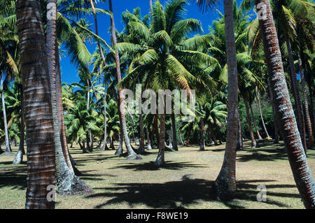 Isole Fiji, Wakaya Island, Wakaya Club, Campo da golf a 3 par nella vecchia piantagione di copra Foto Stock