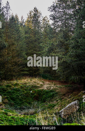 Strettamente crescente foresta densa in Brecon Beacons, Galles Foto Stock