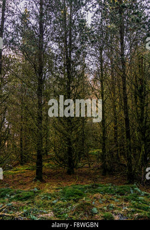 Strettamente crescente foresta densa in Brecon Beacons, Galles Foto Stock