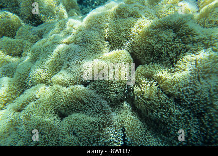 Isole Fiji, Nukubati Island Resort, snorkeling vicino reef, coralli molli. Foto Stock