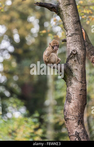 Baby barbary macaque in una struttura ad albero Foto Stock