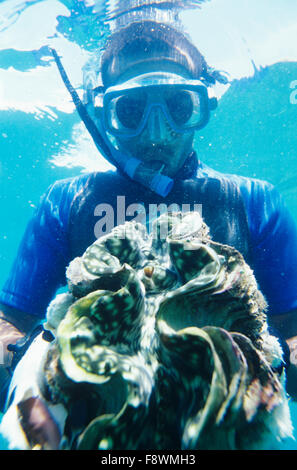 Vanua Levu, Isole Fiji, Nukubati Island Resort, il personale del resort subacqueo con Vongole Giganti, Tridacna squamosa Foto Stock