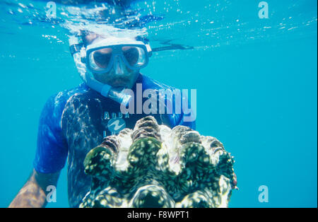 Vanua Levu, Isole Fiji, Nukubati Island Resort, il personale del resort subacqueo con Vongole Giganti, Tridacna squamosa Foto Stock