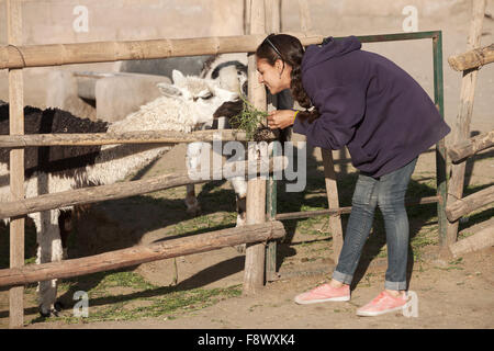 Giovane donna sorridente alimentazione di lama in Safari Park. Foto Stock