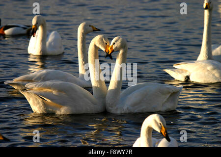 Cigni Foto Stock