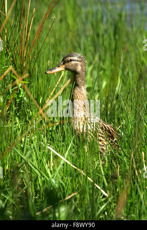 Femmina Mallard duck in erba lunga Grasmere Foto Stock