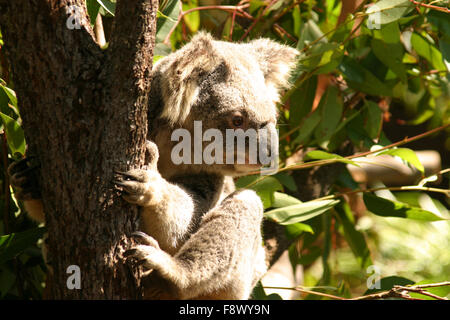 Orso Koala Australia Brisbane Foto Stock