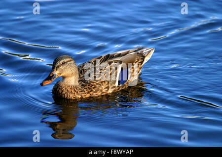 Femmina Mallard duck su acqua blu Foto Stock