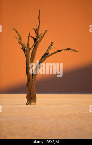 L'Acacia erioloba albero in mezzo alla Deadvlei pan, Sossusvlei, Parco Namib-Naukluft, Namibia Foto Stock