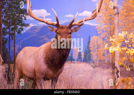 Elk Paese Diorama Elk Paese Visitor Center, Missoula, Montana Foto Stock