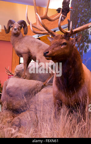 Elk Paese Diorama Elk Paese Visitor Center, Missoula, Montana Foto Stock