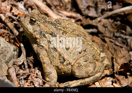 American toad, forche centrale selvaggio Flathead e Scenic River, grande orso deserto di Flathead National Forest, Montana Foto Stock