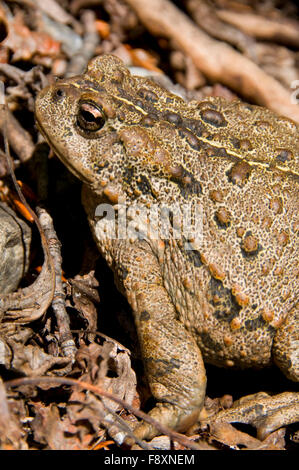 American toad, forche centrale selvaggio Flathead e Scenic River, grande orso deserto di Flathead National Forest, Montana Foto Stock