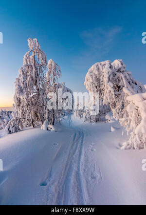 Pista di Sci in imbattuto neve Foto Stock