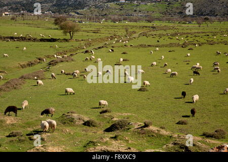 Pecora che pascola sull'altopiano di Lassithi nella primavera, Creta. Un grande verso l'interno-bacino drenante, a 800m, coltivati e risolta. Foto Stock