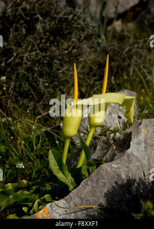 Arum cretese, Arum creticum in fiore nella zona est di Creta, Grecia. Nota solo da creta e pochi altri luoghi compresi SW in Turchia. Foto Stock