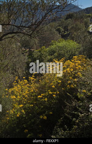 Caprifoglio Azalea o giallo, Azalea Rhododendron luteum, in fiore in primavera, Lesbo, Grecia Foto Stock