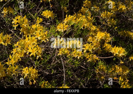 Caprifoglio Azalea o giallo, Azalea Rhododendron luteum, in fiore in primavera, Lesbo, Grecia Foto Stock