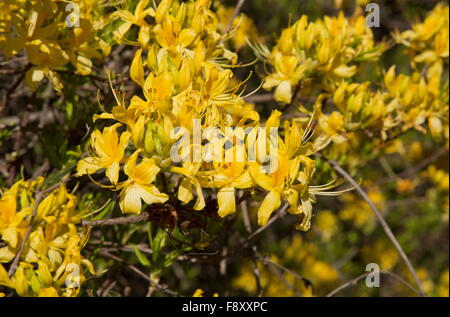 Caprifoglio Azalea o giallo, Azalea Rhododendron luteum, in fiore in primavera, Lesbo, Grecia Foto Stock