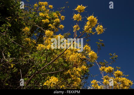 Caprifoglio Azalea o giallo, Azalea Rhododendron luteum, in fiore in primavera, Lesbo, Grecia Foto Stock