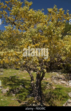 Quercia bianca, roverella, roverella, Quercus pubescens, Lesbo, Grecia Foto Stock