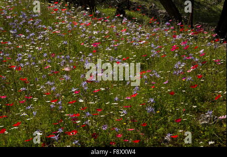 Fiori di Primavera, prevalentemente peacock anemoni e alcuni Barberia dado etc, nel vecchio oliveto, Lesbo, Grecia. Foto Stock