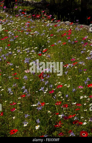 Fiori di Primavera, prevalentemente peacock anemoni e alcuni Barberia dado etc, nel vecchio oliveto, Lesbo, Grecia. Foto Stock