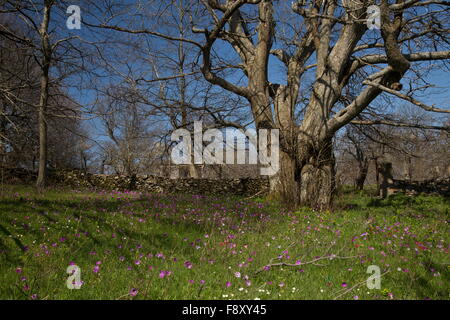 Dolce floreale castagneto, con Peacock anemoni, a circa 700m sul Monte Olimpo, Lesbo, Grecia Foto Stock