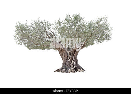 Ulivi secolari alberi con grandi e testurizzato tronco su sfondo bianco. Foto Stock