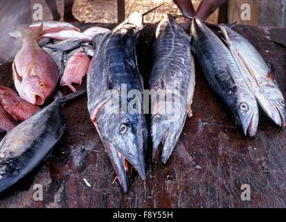 Il pesce fresco in esposizione presso il mercato del pesce, Tobago Trinidad e Tobago, dei Caraibi. Foto Stock